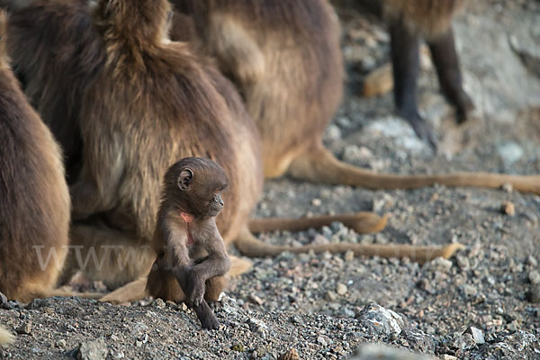 Blutbrustpavian (Theropithecus gelada)