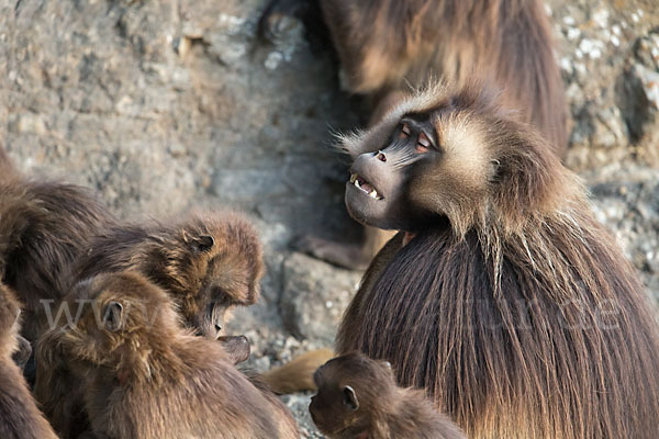 Blutbrustpavian (Theropithecus gelada)