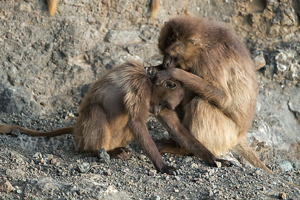 Blutbrustpavian (Theropithecus gelada)