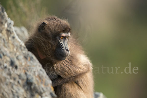 Blutbrustpavian (Theropithecus gelada)