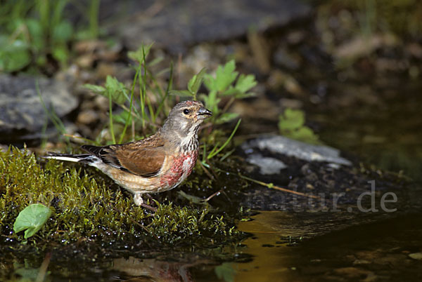 Bluthänfling (Acanthis cannabina)