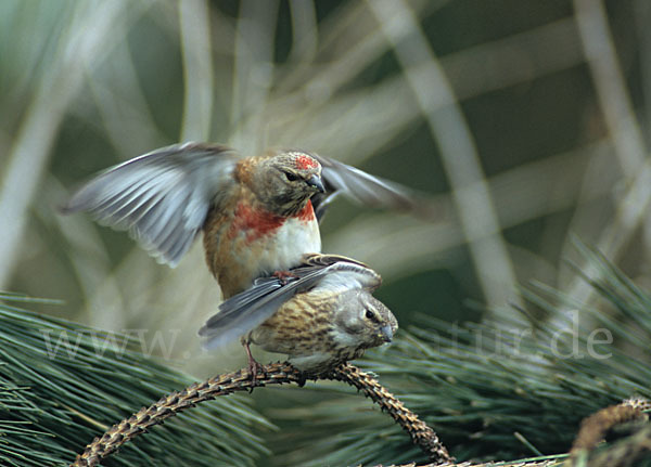 Bluthänfling (Acanthis cannabina)