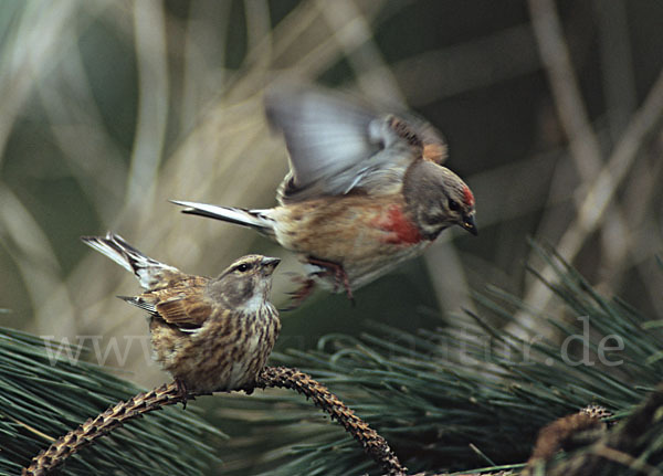 Bluthänfling (Acanthis cannabina)