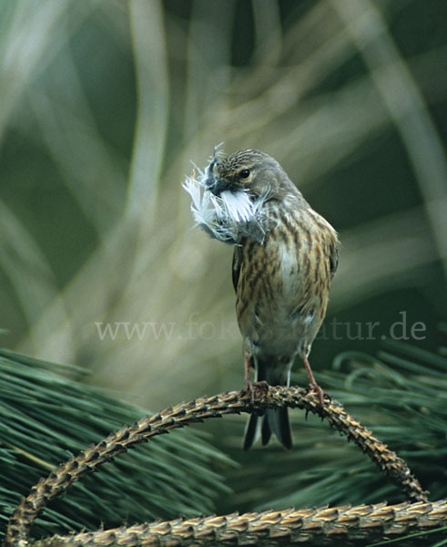 Bluthänfling (Acanthis cannabina)