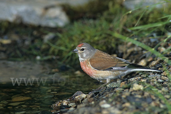 Bluthänfling (Acanthis cannabina)