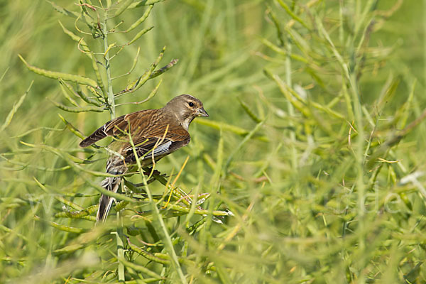 Bluthänfling (Acanthis cannabina)