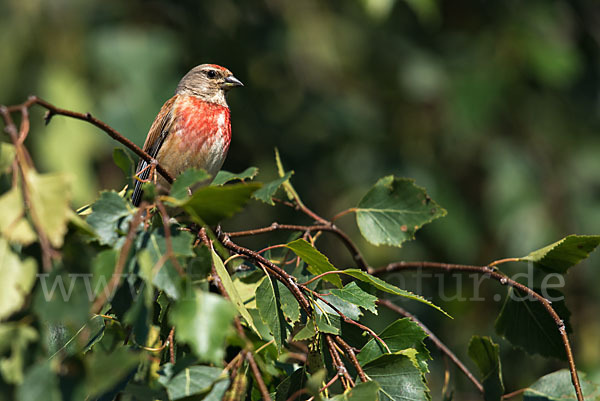 Bluthänfling (Acanthis cannabina)