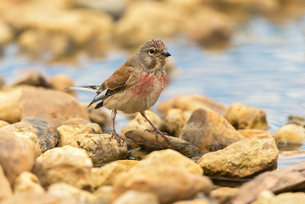 Bluthänfling (Acanthis cannabina)