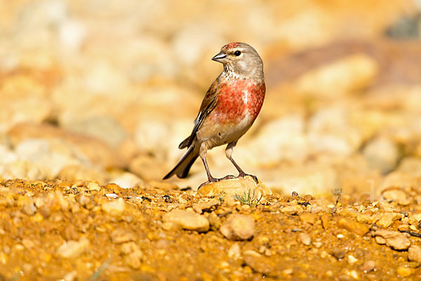 Bluthänfling (Acanthis cannabina)