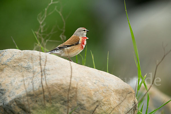 Bluthänfling (Acanthis cannabina)