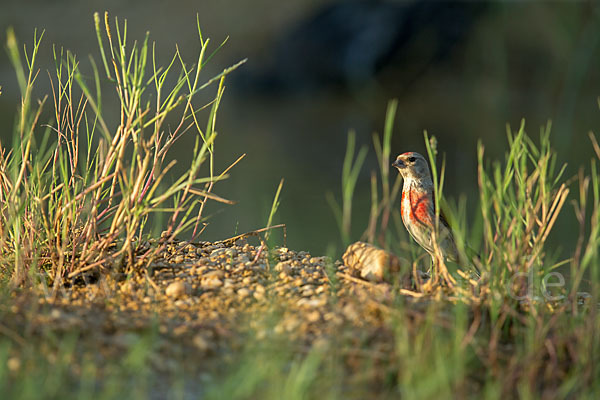 Bluthänfling (Acanthis cannabina)