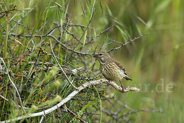 Bluthänfling (Acanthis cannabina)