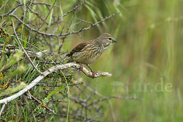 Bluthänfling (Acanthis cannabina)