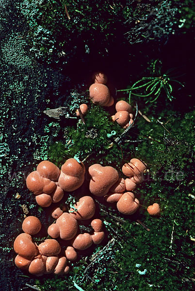 Blutmilchpilz (Lycogala epidendron)