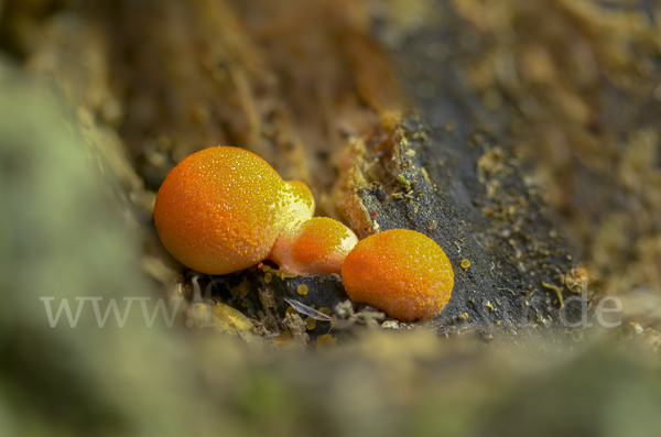 Blutmilchpilz (Lycogala epidendrum)