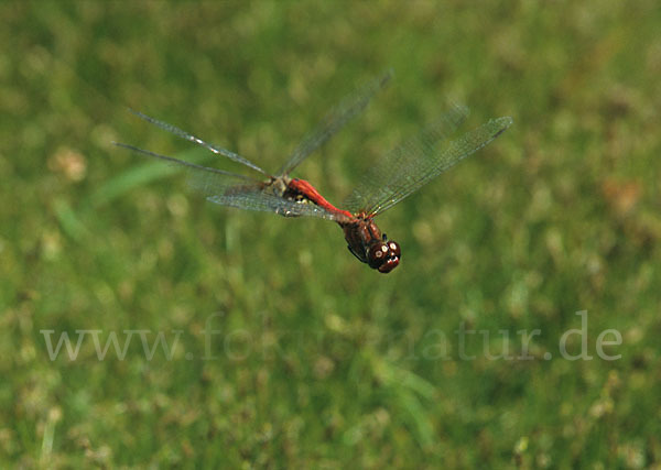 Blutrote Heidelibelle (Sympetrum sanguineum)