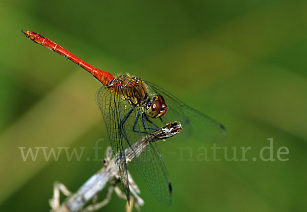 Blutrote Heidelibelle (Sympetrum sanguineum)