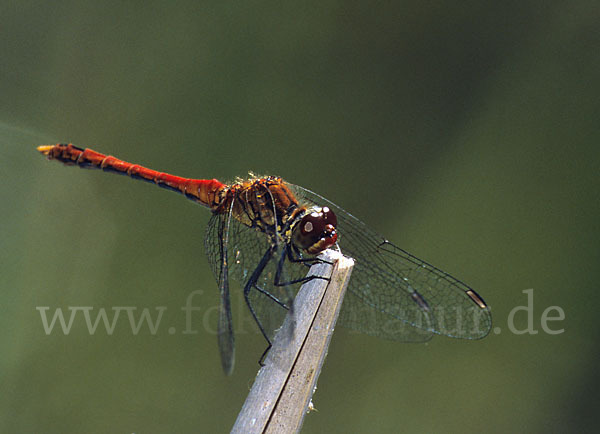 Blutrote Heidelibelle (Sympetrum sanguineum)