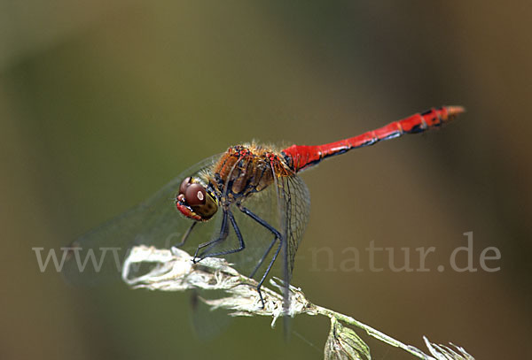 Blutrote Heidelibelle (Sympetrum sanguineum)