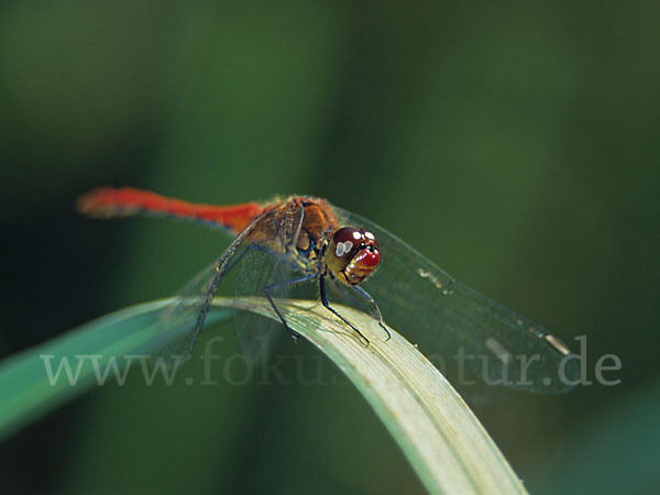 Blutrote Heidelibelle (Sympetrum sanguineum)