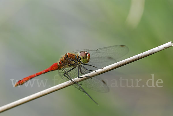 Blutrote Heidelibelle (Sympetrum sanguineum)