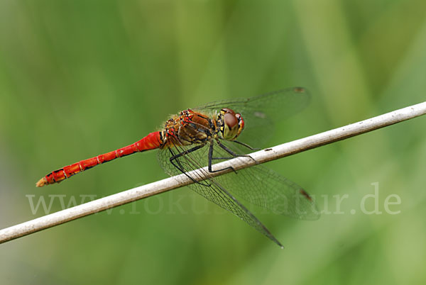 Blutrote Heidelibelle (Sympetrum sanguineum)