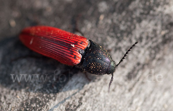 Blutrote Schnellkäfer (Ampedus sanguineus)