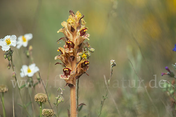 Blutrote Sommerwurz (Orobanche gracilis)