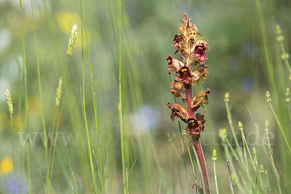 Blutrote Sommerwurz (Orobanche gracilis)