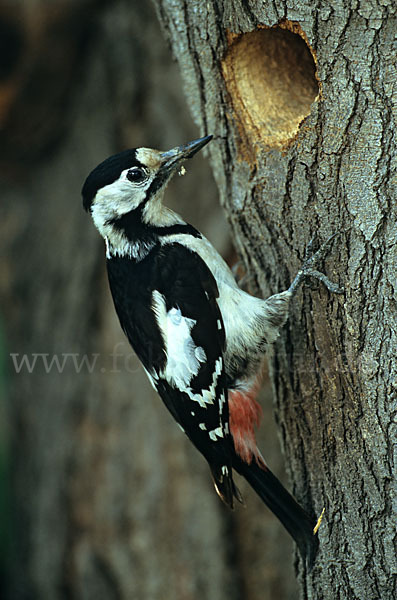 Blutspecht (Dendrocopus syriacus)