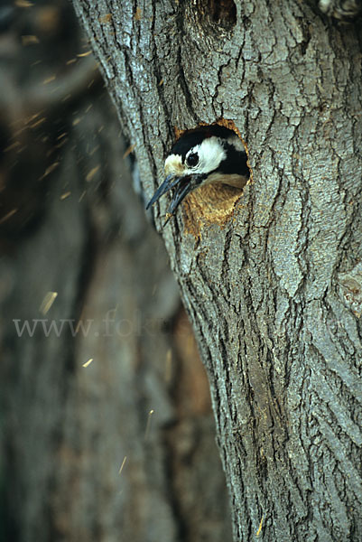 Blutspecht (Dendrocopus syriacus)