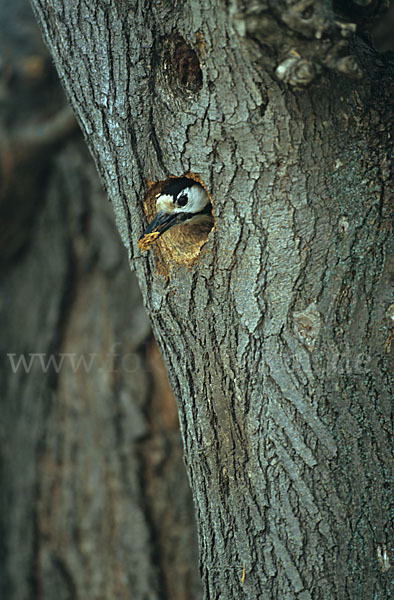 Blutspecht (Dendrocopus syriacus)