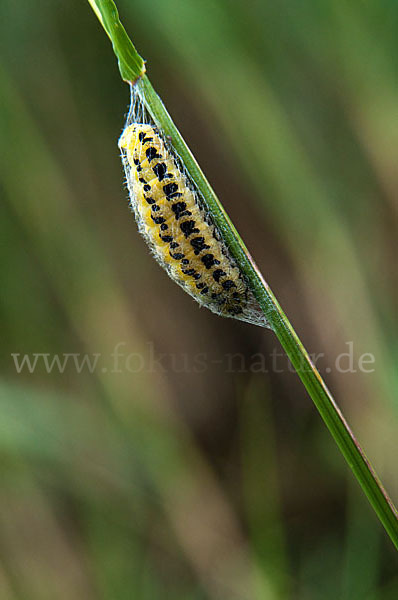 Blutströpfchen spec. (Zygaena spec.)