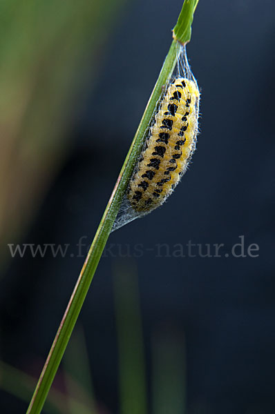 Blutströpfchen spec. (Zygaena spec.)