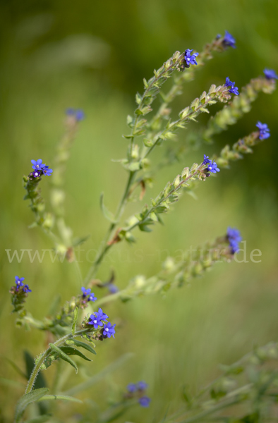 Blutwurz (Potentilla erecta)