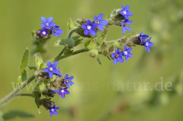 Blutwurz (Potentilla erecta)