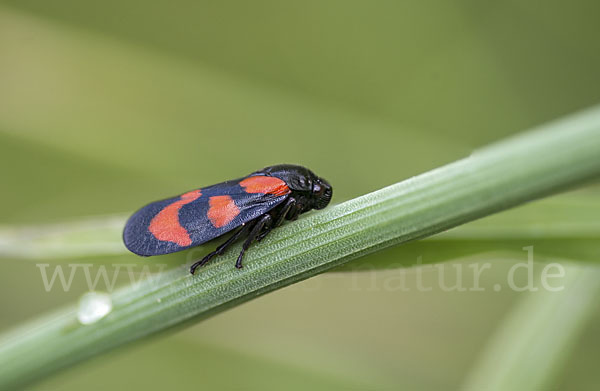 Blutzikade (Cercopis vulnerata)