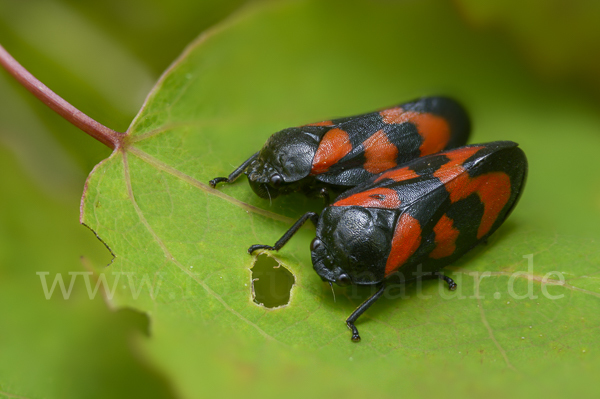 Blutzikade (Cercopis vulnerata)