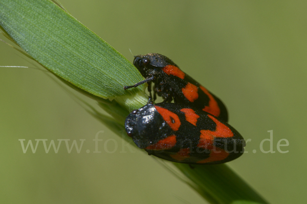 Blutzikade (Cercopis vulnerata)