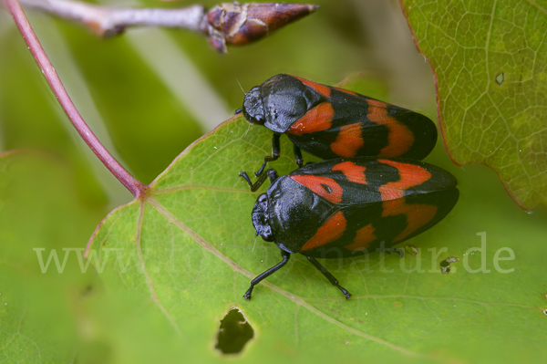 Blutzikade (Cercopis vulnerata)