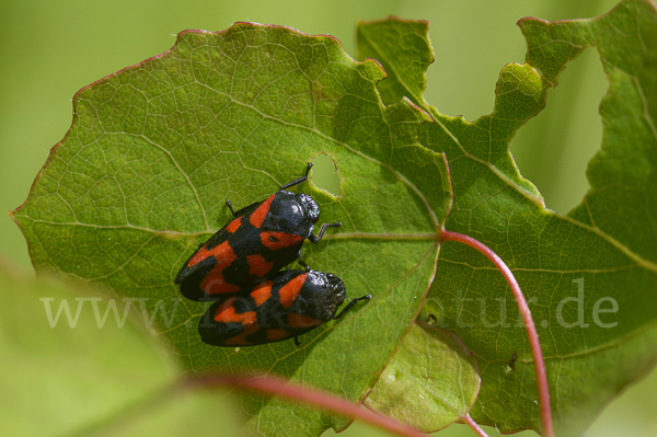 Blutzikade (Cercopis vulnerata)