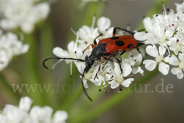 Bockkäfer spec. (Nustera distigma)