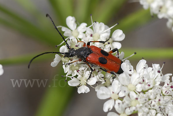 Bockkäfer spec. (Nustera distigma)