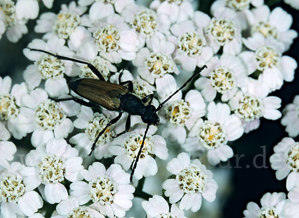 Bockkäfer spec.2 (Anastrangalia sanguinolenta)