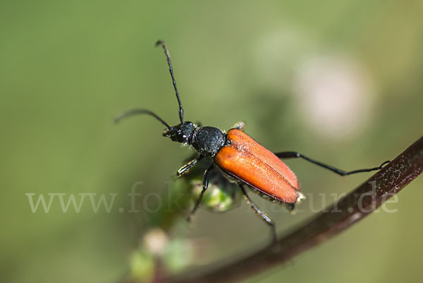 Bockkäfer spec.2 (Anastrangalia sanguinolenta)