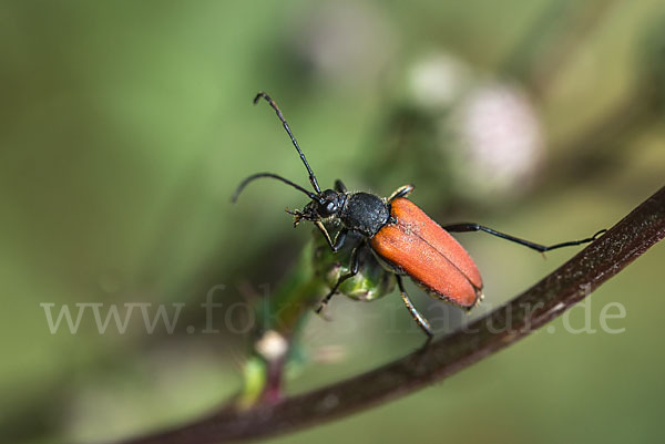 Bockkäfer spec.2 (Anastrangalia sanguinolenta)