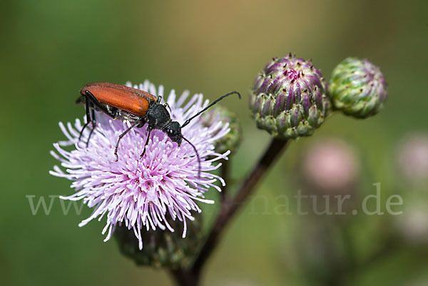 Bockkäfer spec.2 (Anastrangalia sanguinolenta)