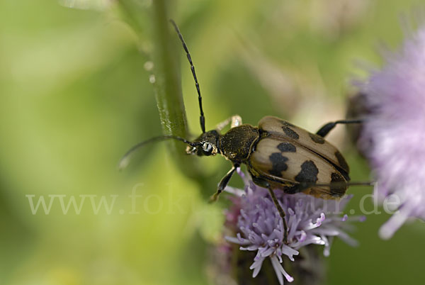 Bockkäfer spec.3 (Pachytodes cerambyciformis)