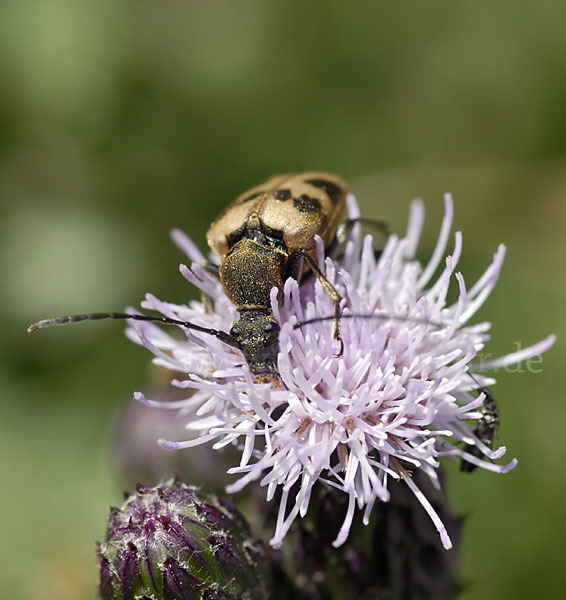 Bockkäfer spec.3 (Pachytodes cerambyciformis)