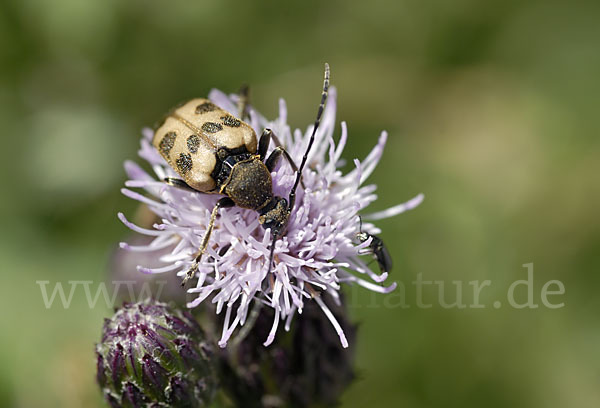 Bockkäfer spec.3 (Pachytodes cerambyciformis)